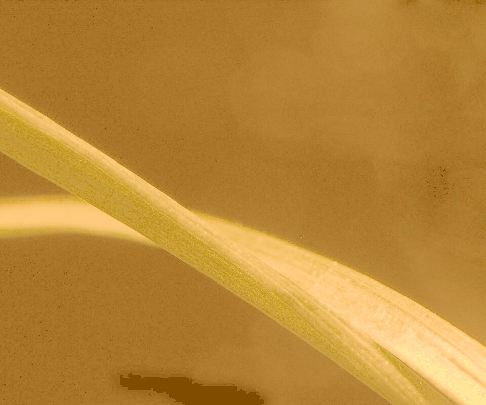 Зелень обои