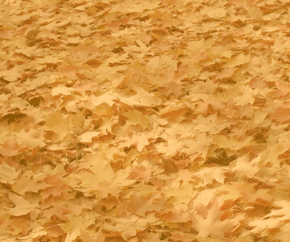 Листья клена обои