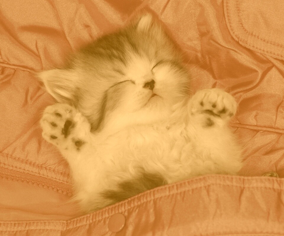 Котенок на розовой куртке обои