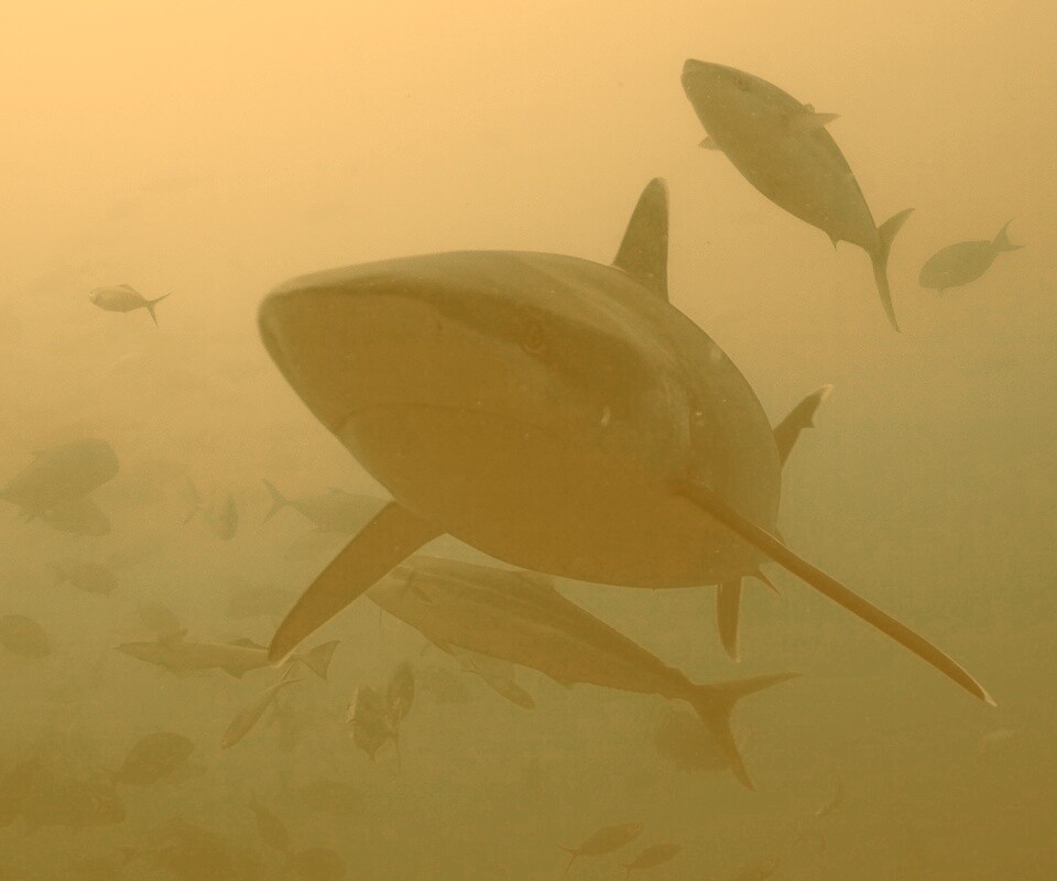 Акула обои
