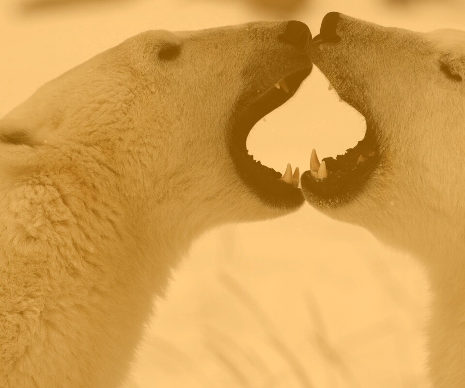 Полярные медведи обои