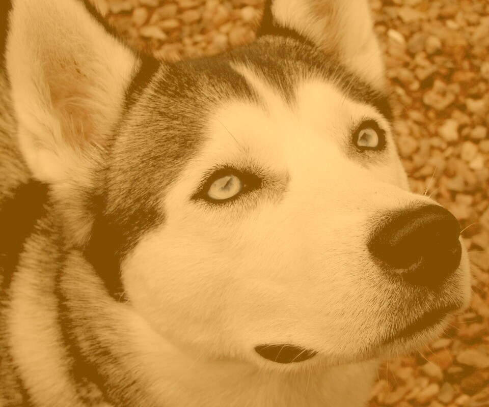 Собака хаски обои