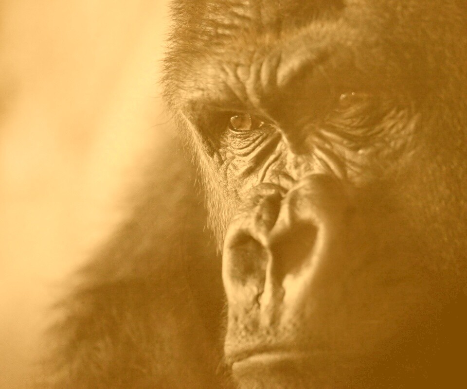 Фото орангутанга обои