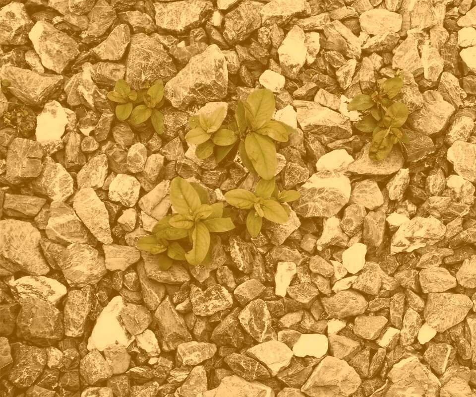 Цветы среди камней обои