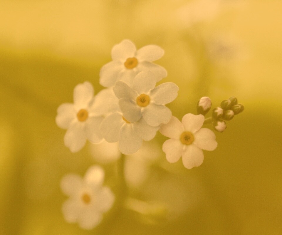 Обои цветов обои