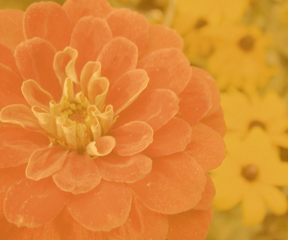 Красный цветок обои