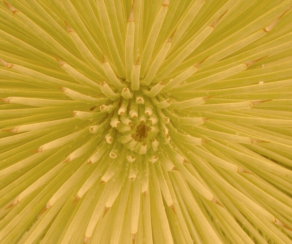 Хищный цветок обои