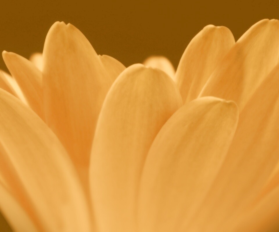 Цветочные лепестки обои