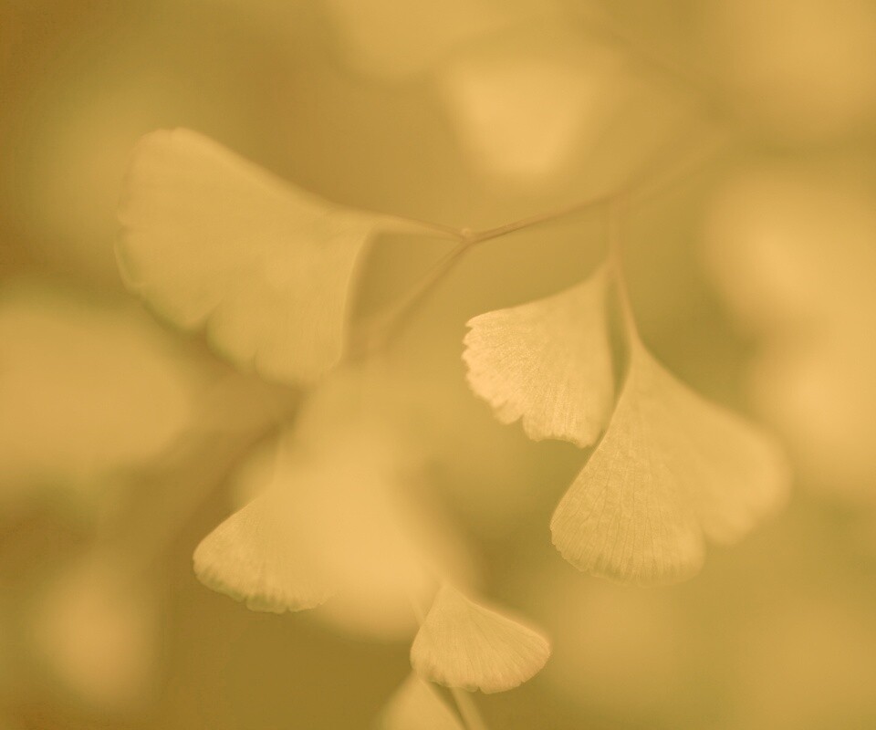 Дикие зеленые листья обои