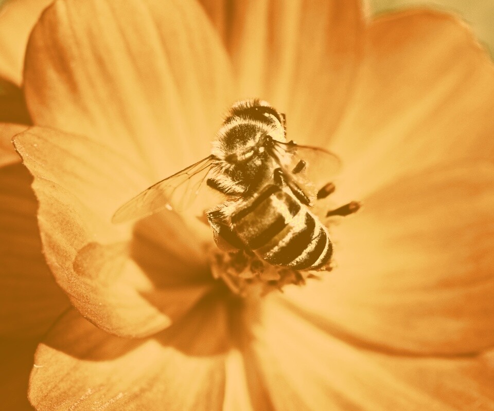Пчела на цветке обои
