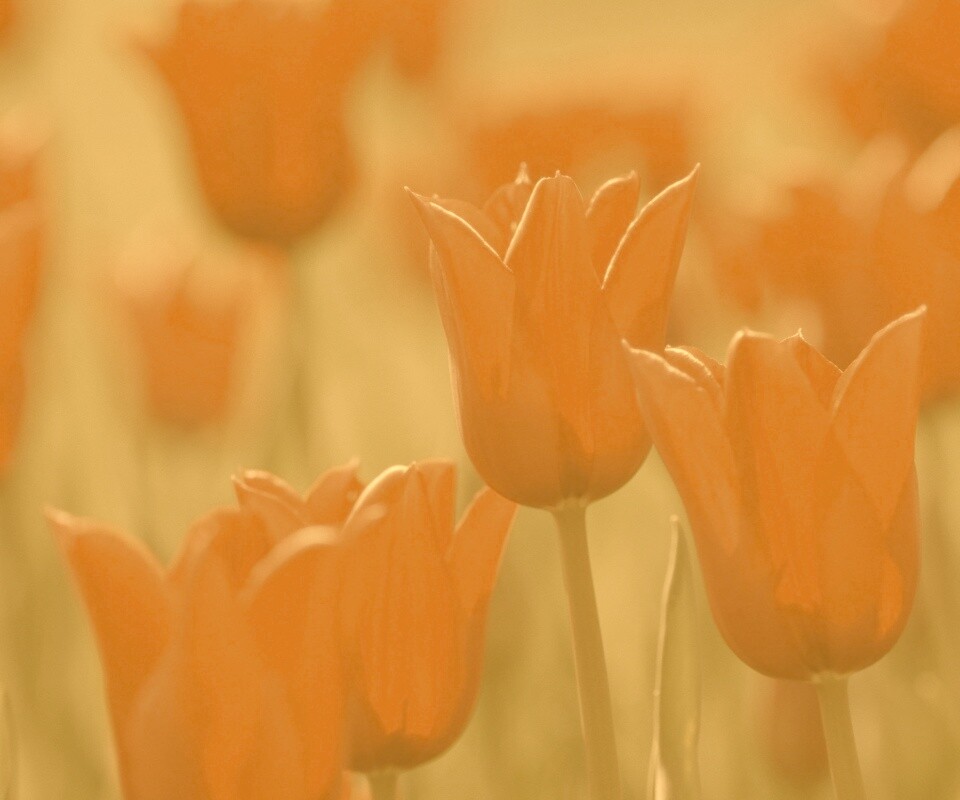 Красные цветы обои