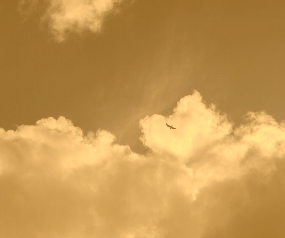 Птица в небе обои