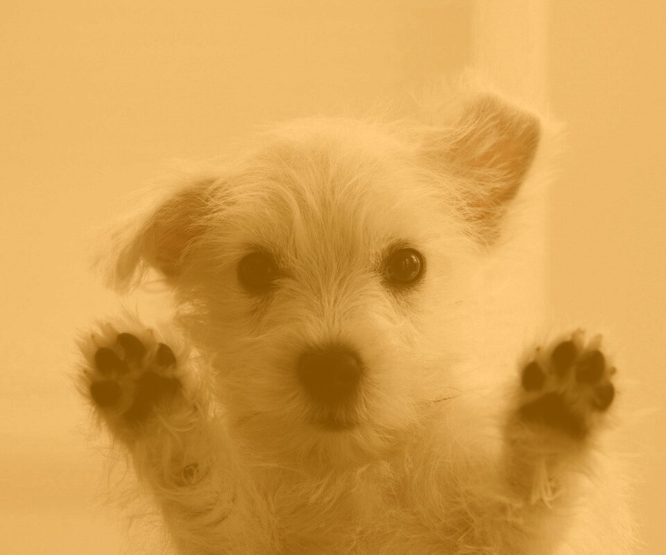 Белый любознательный щенок обои