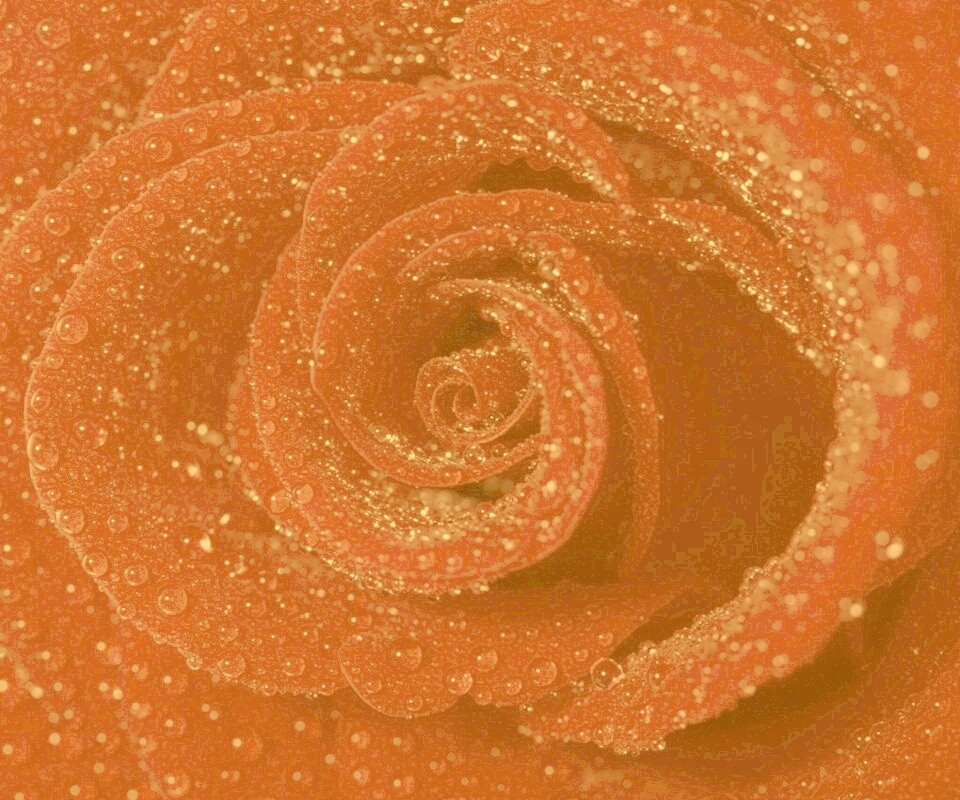 Красная роза обои