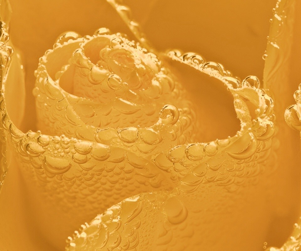 Мокрый желтый цветок обои