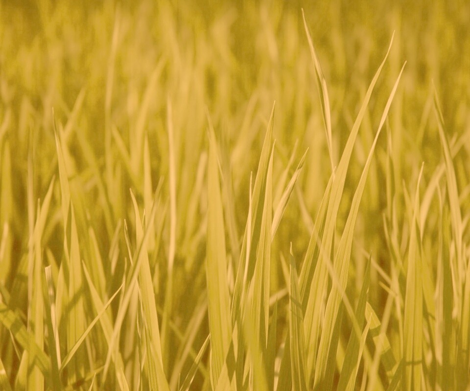 Яркая сочная трава обои