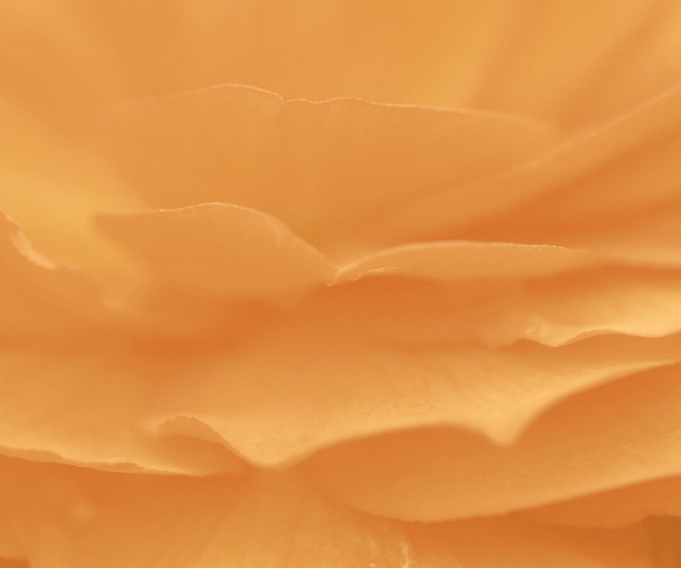 Лепестки красного цветка обои