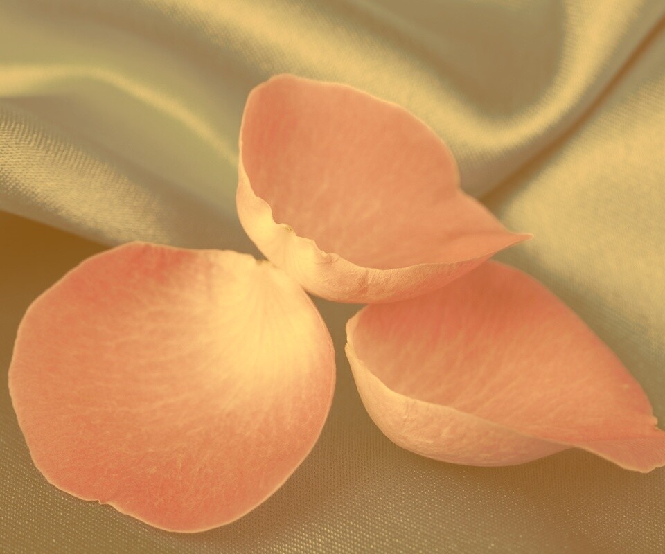 Лепестки розы на голубой ткани обои