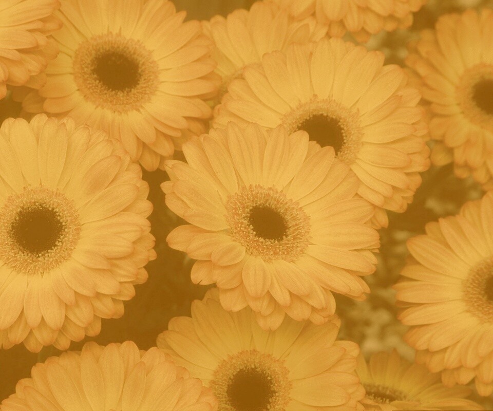 Желтые герберы обои