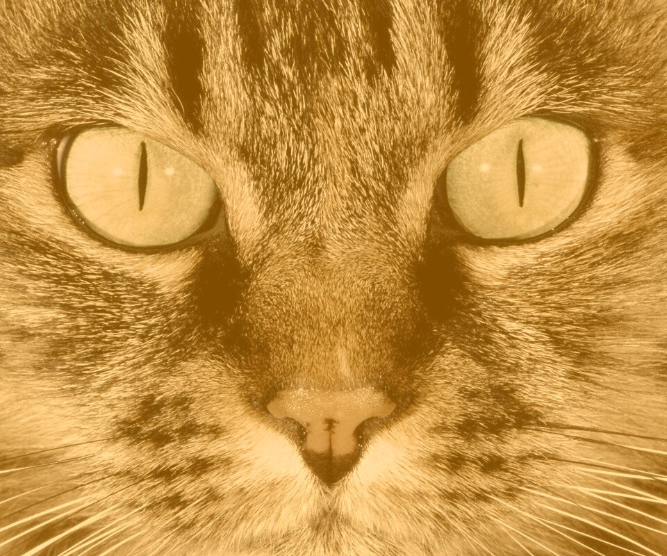 Кошачья морда обои