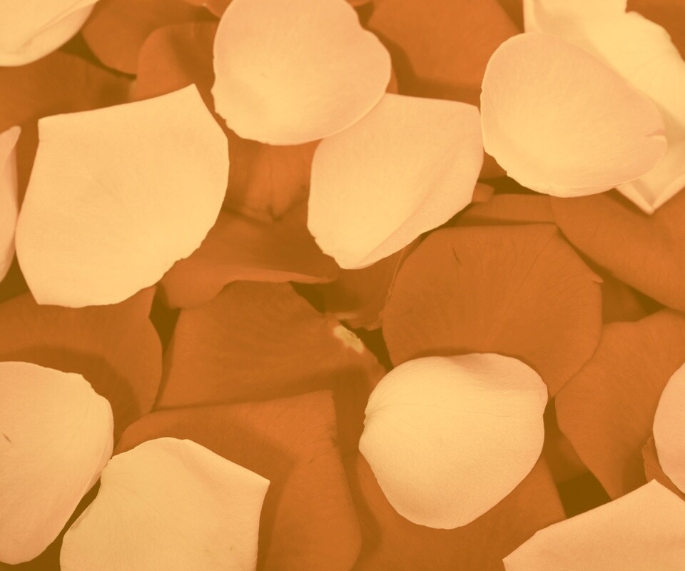 Розовые и красные лепестки обои