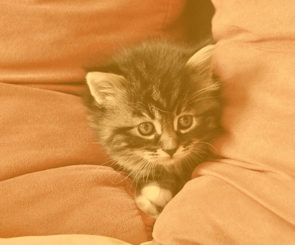 Котенок в подушках обои