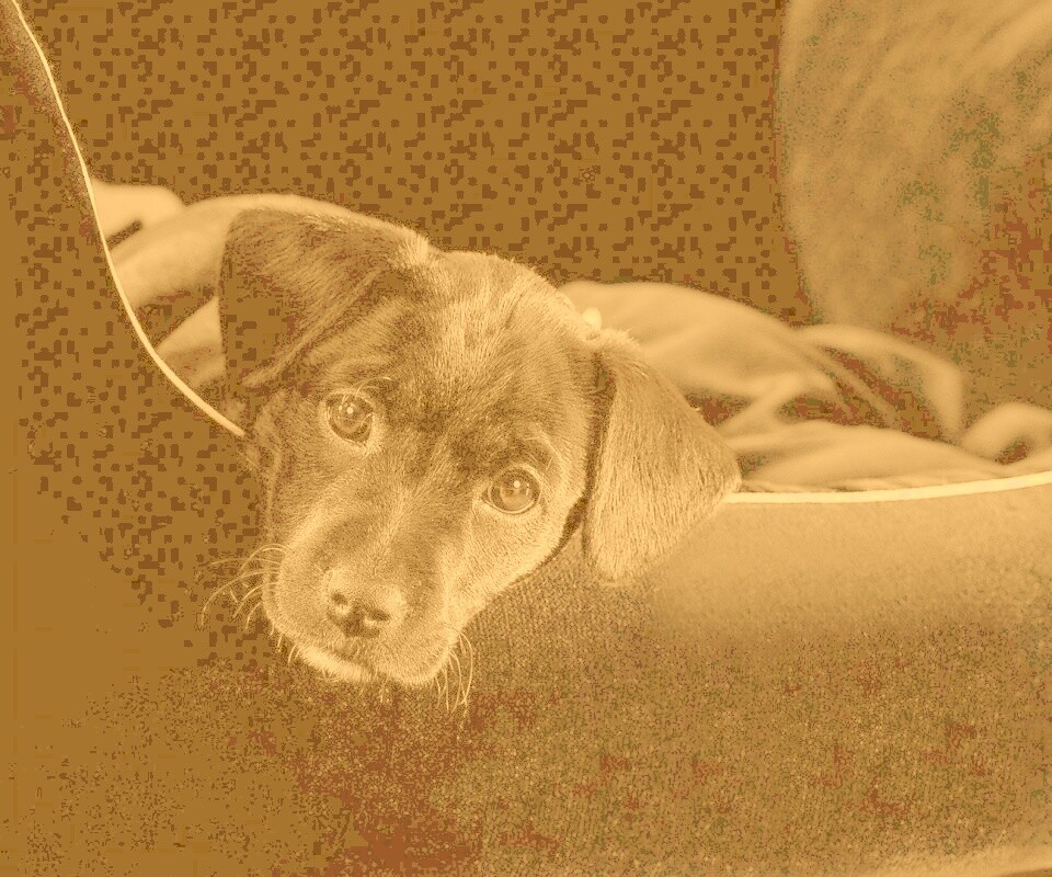 Собачка в сумке обои