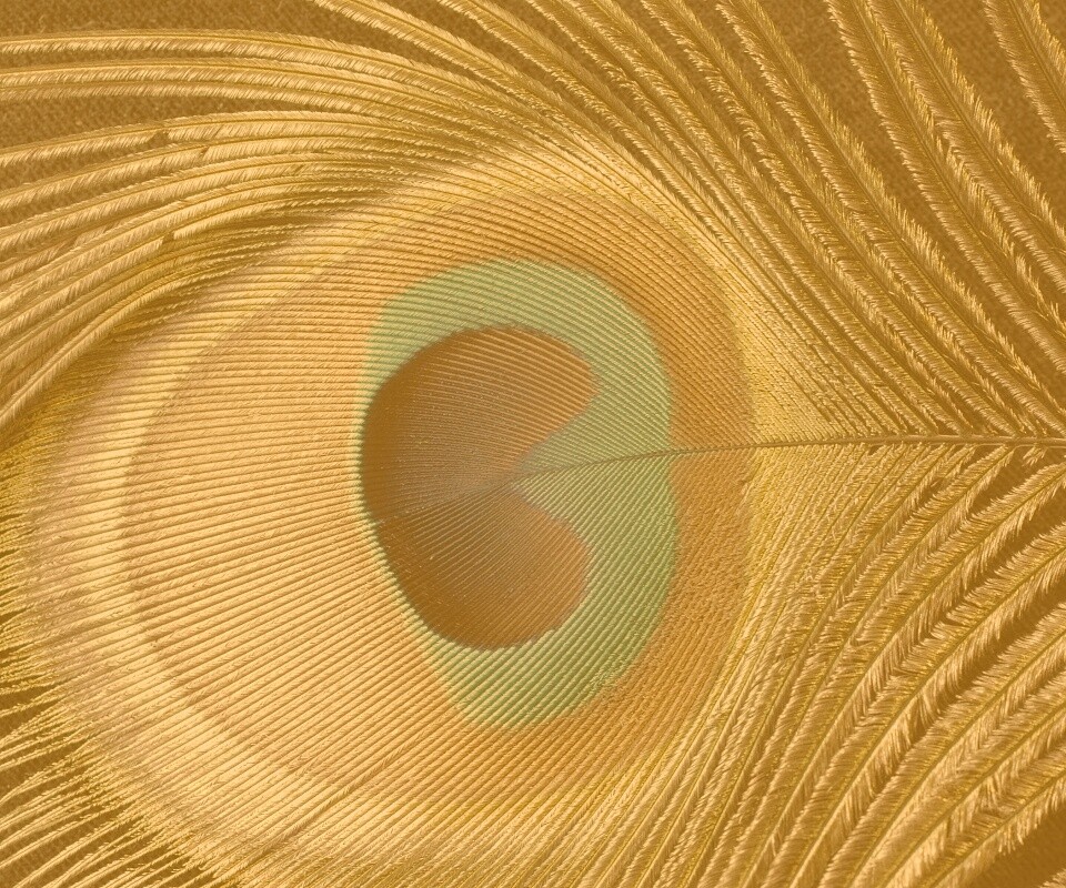 Перо павлина обои