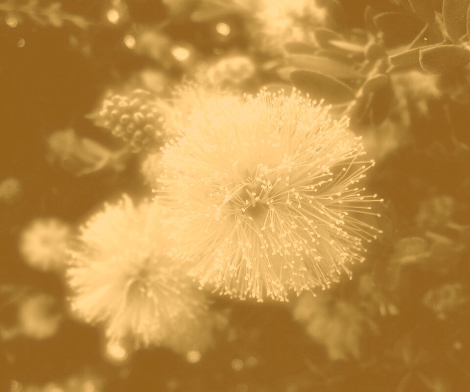 Сказочный цветок обои