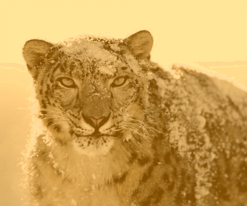 Снежный леопард обои