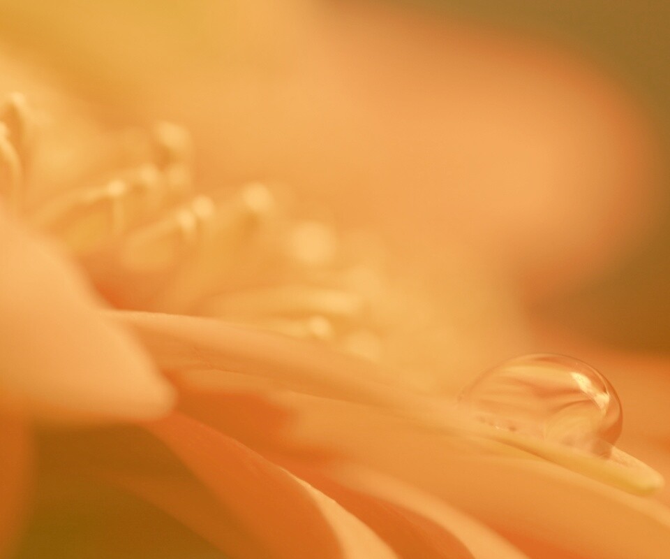 Пламенный цветок обои