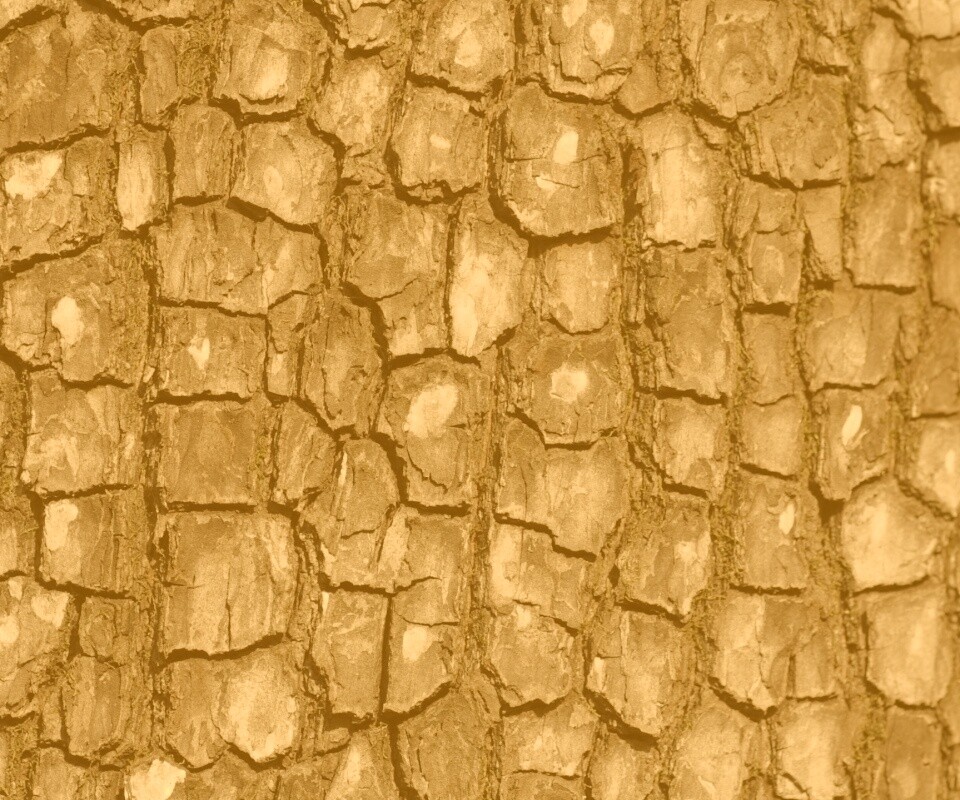 Кора дерева обои
