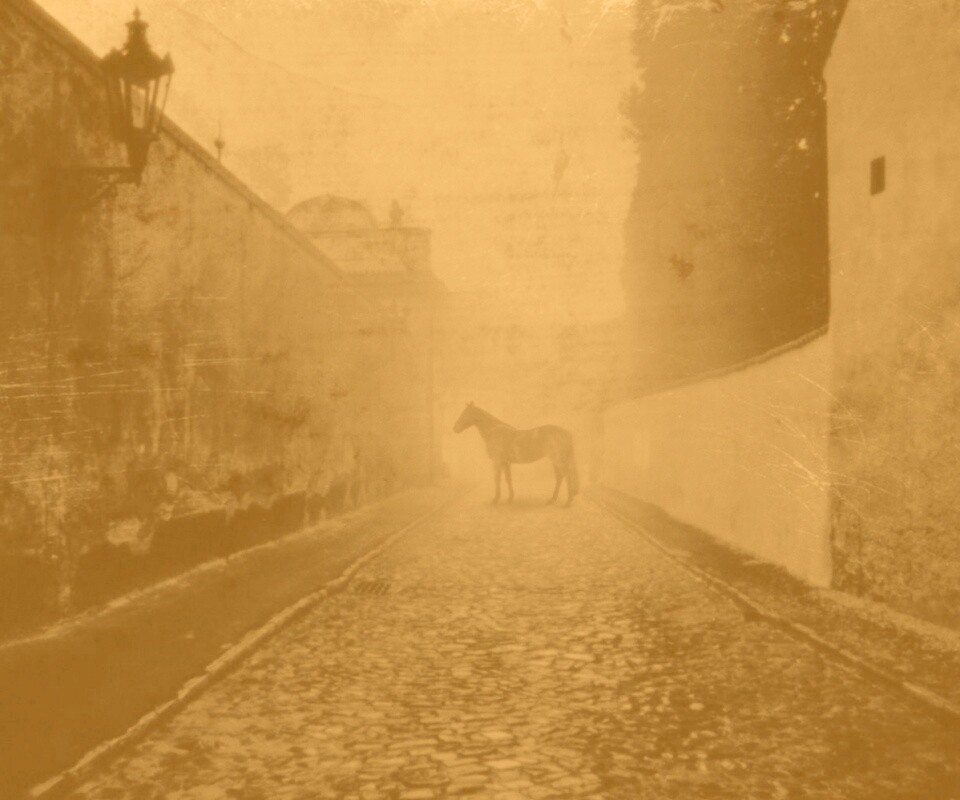 Лошадь в тумане обои