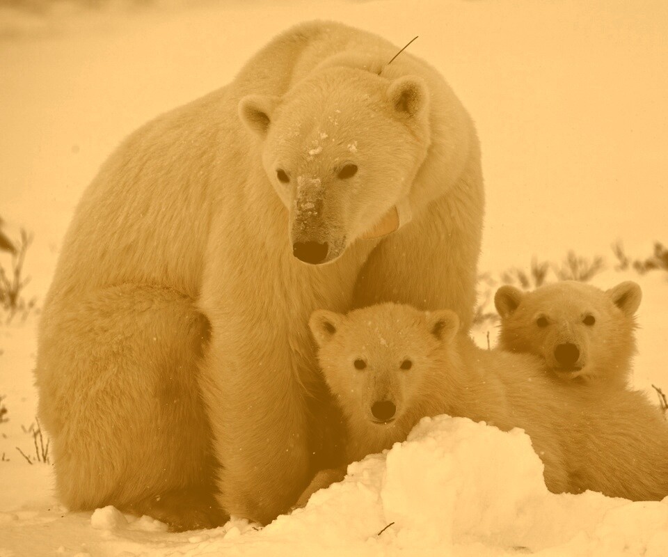 Белые медведи обои