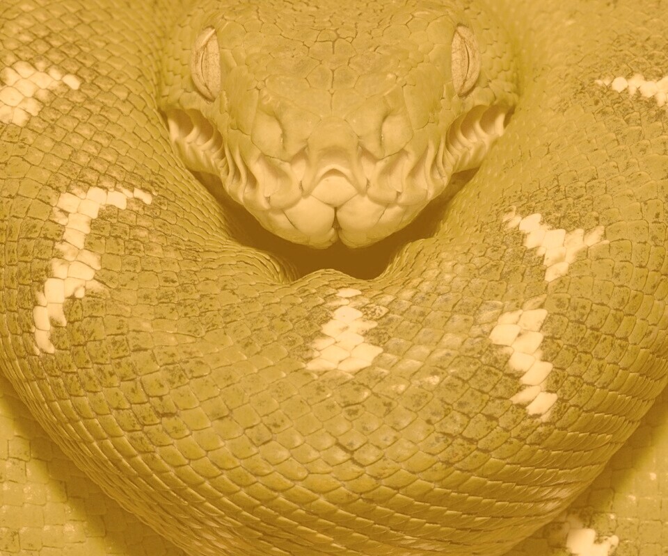 Зеленая змея обои