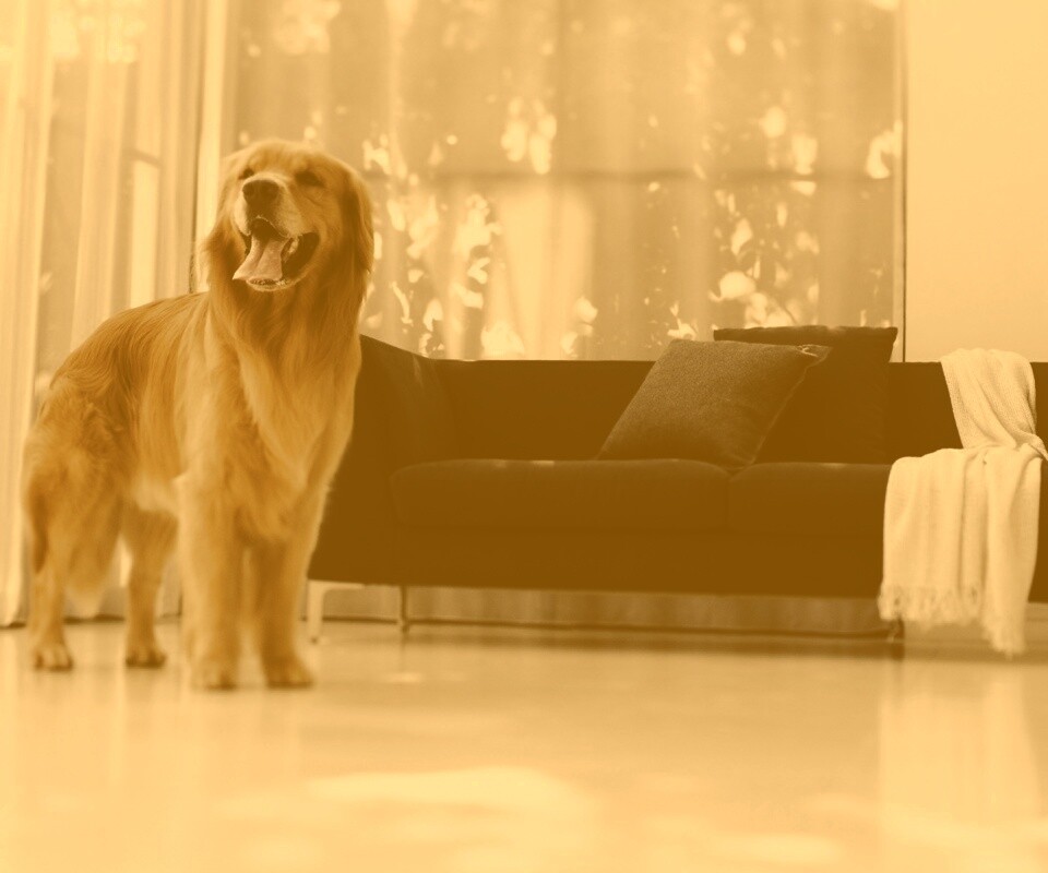 Собачка обои