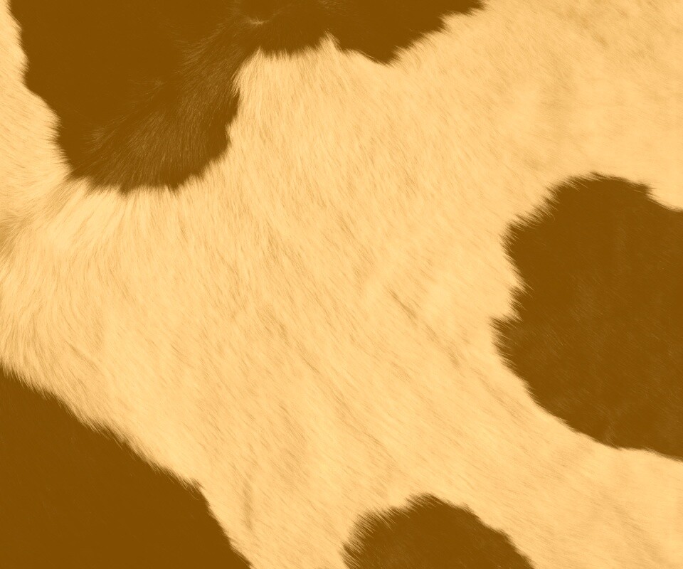 Шкура коровы обои