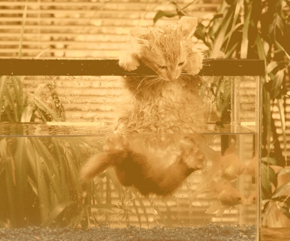 Мокрая киска обои