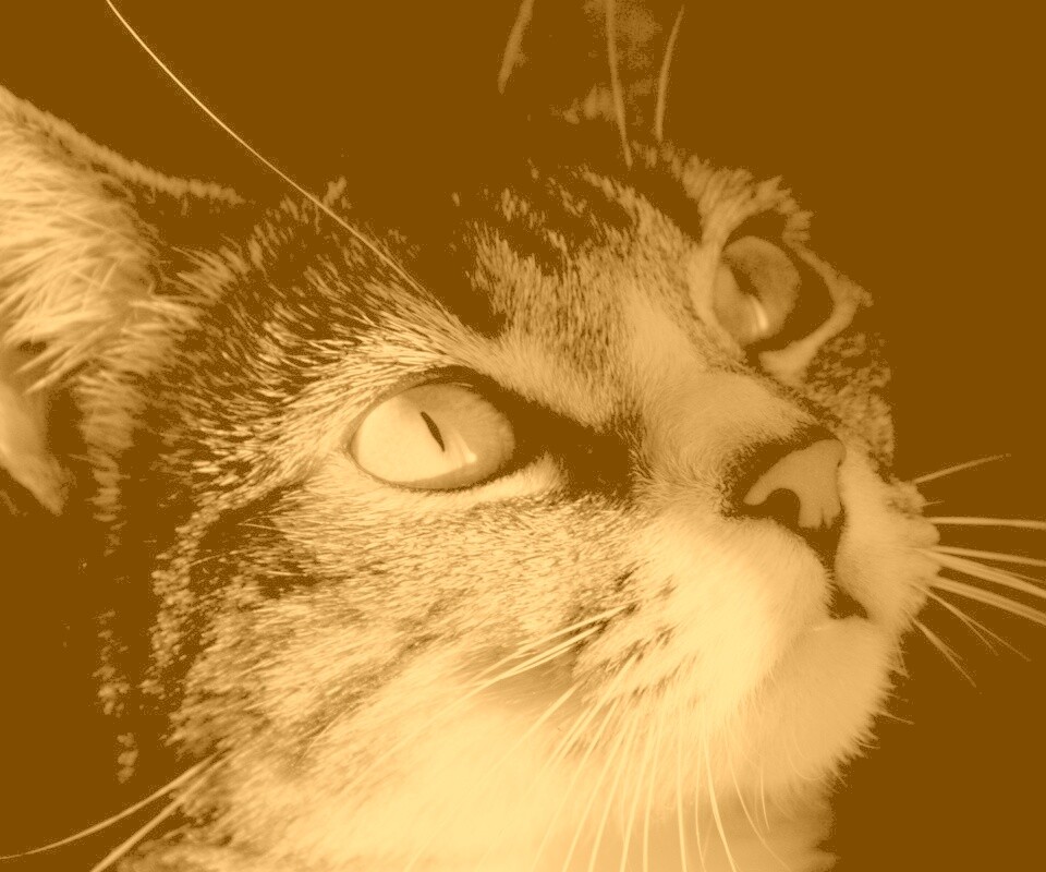Кот обои