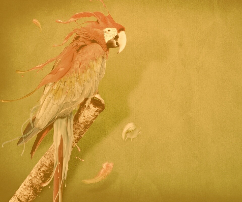 Попугай на ветке обои