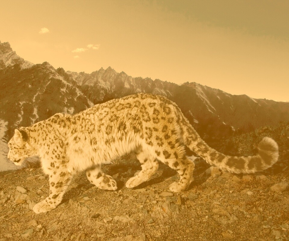 Леопард обои