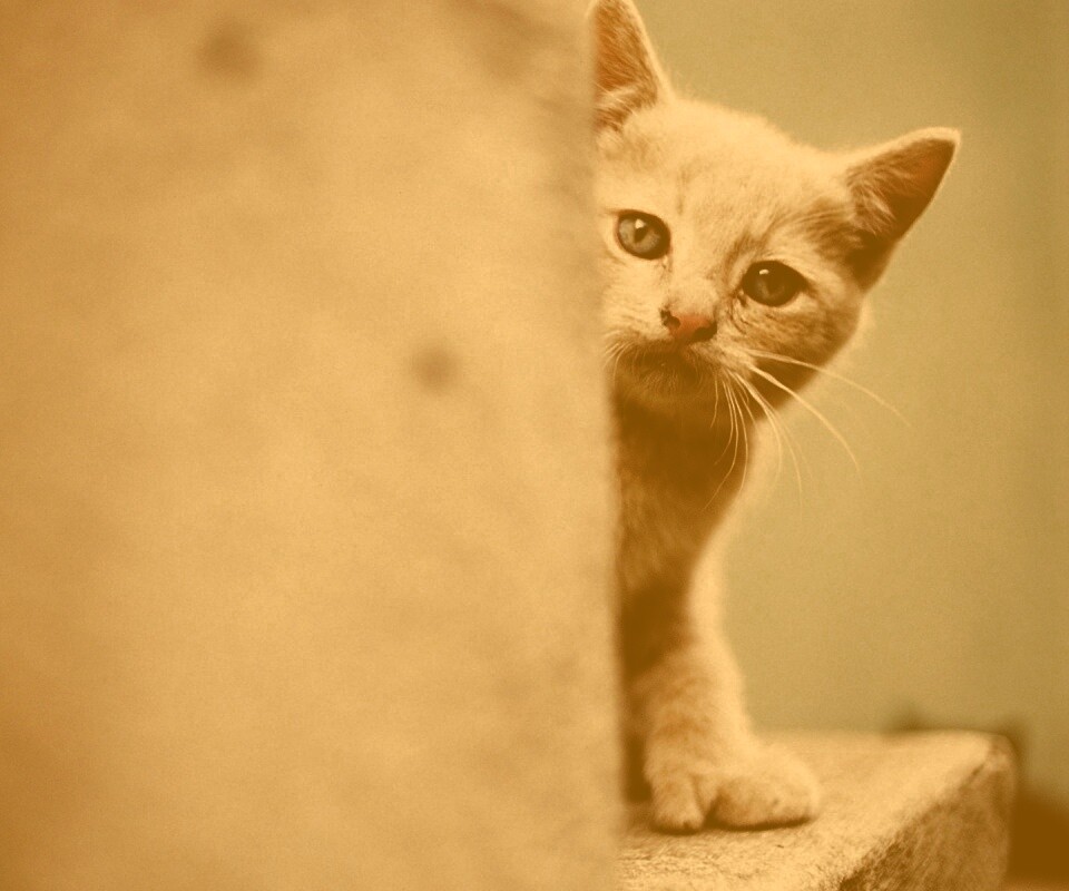 Котик из-за угла обои