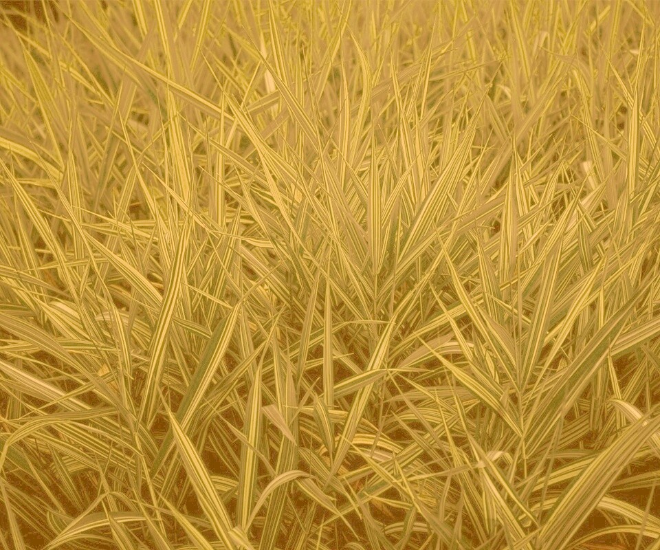 Дикая трава обои