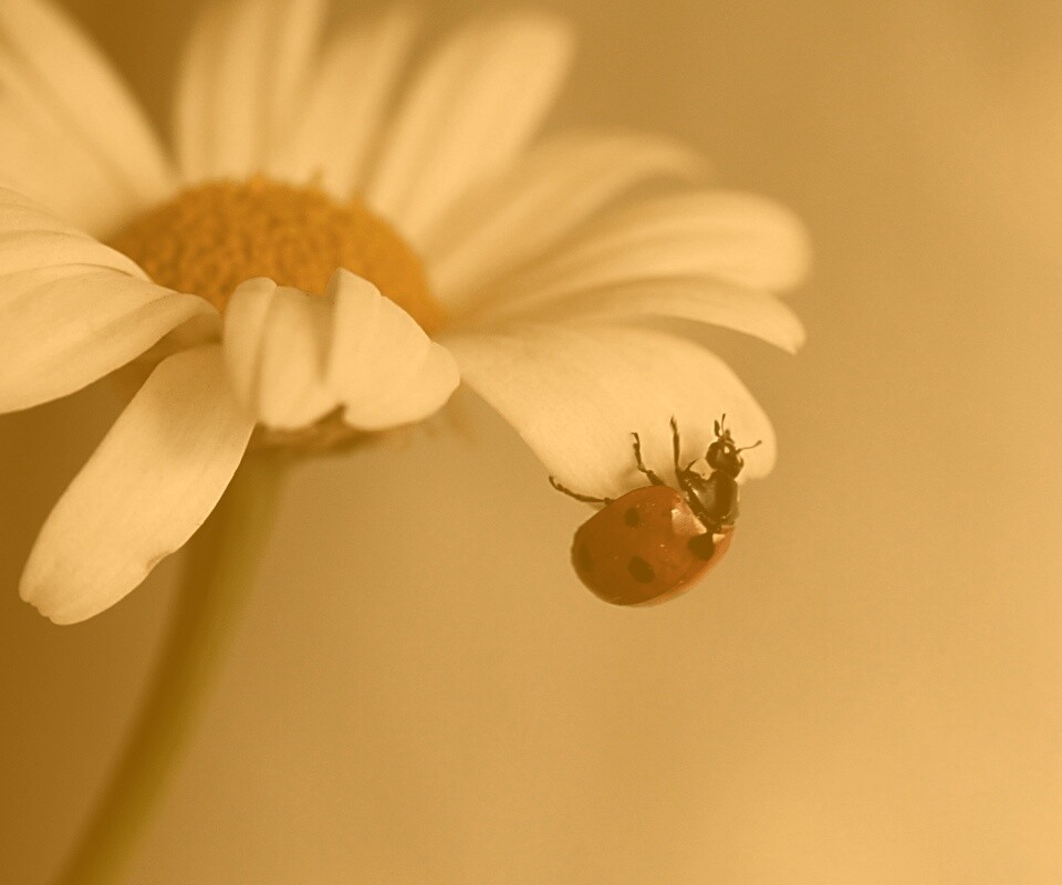 В гости к ромашке обои