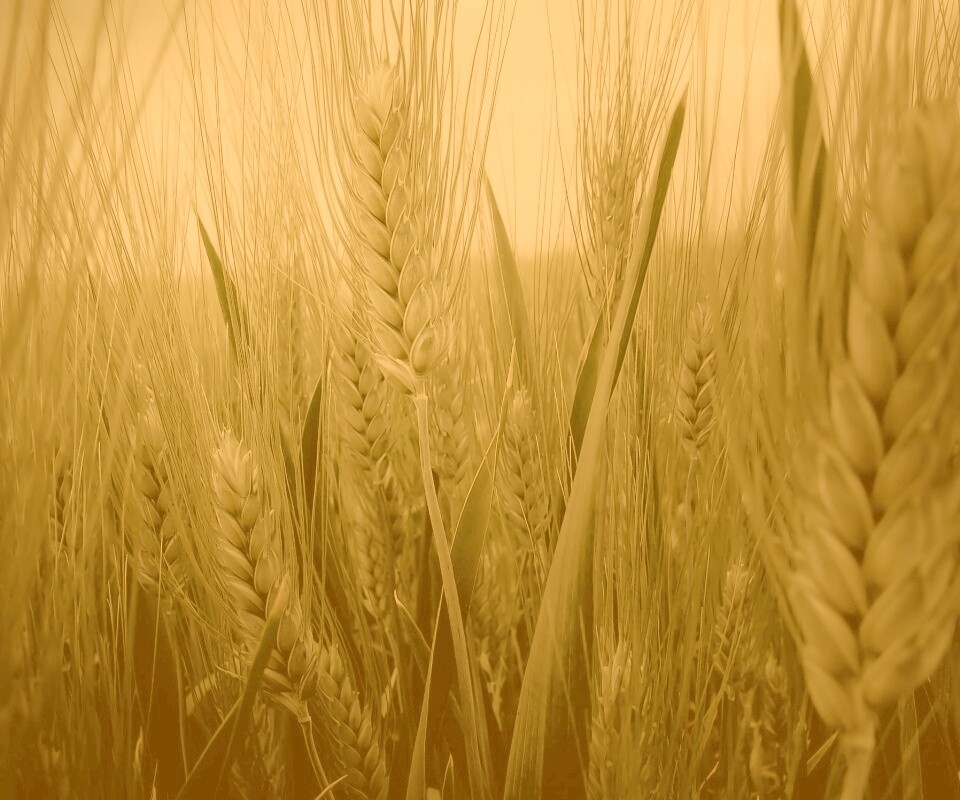 Подрастающая рожь обои