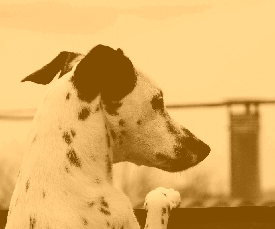 Долматинец смотрит вдаль обои