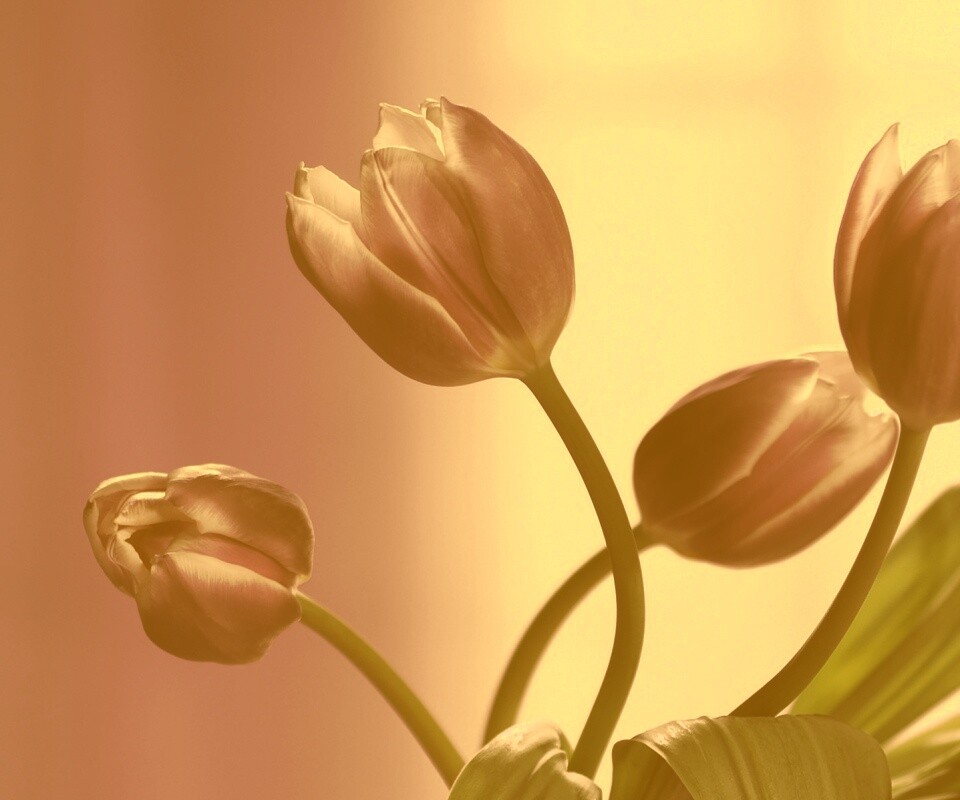 Сиреневые цветы обои