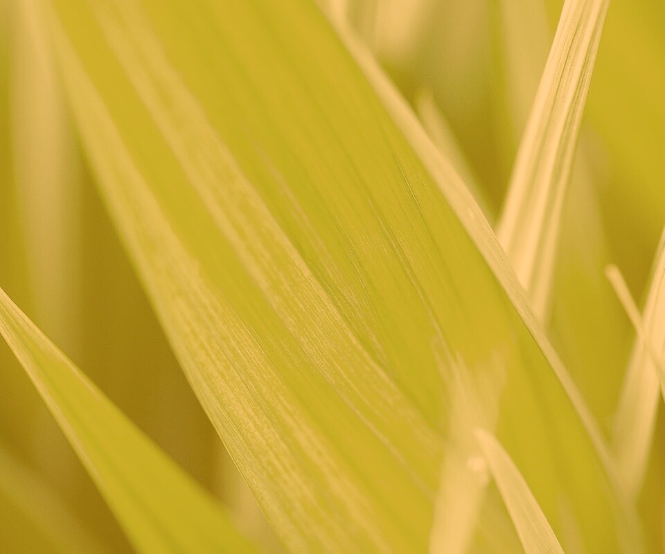 Идеальный кусочек зелени обои