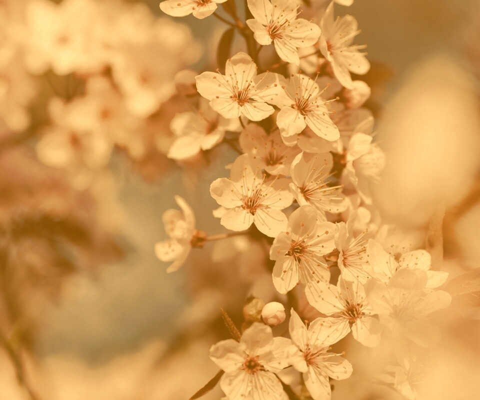 Цветение вишни обои