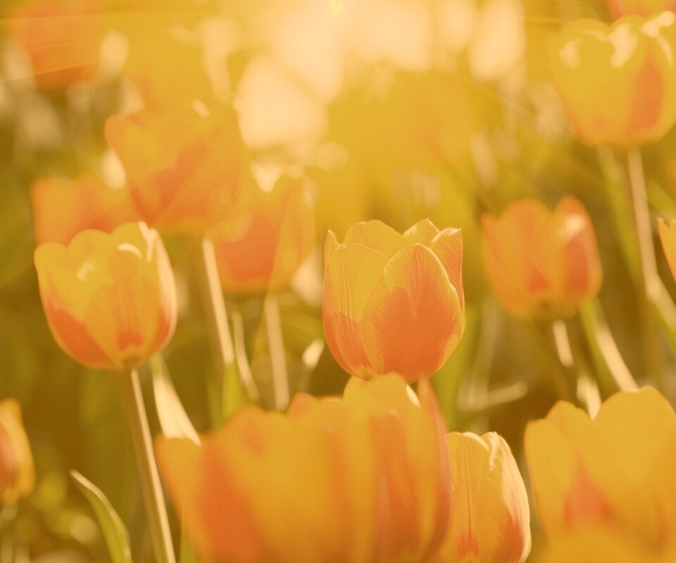 Солнечные тюльпаны обои
